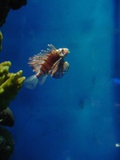 lionfish at the new shedd wing