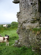 cows command this castle