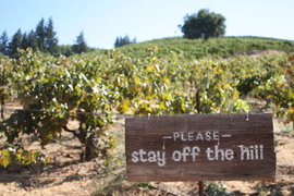 please stay off the hill. go under it. that's where the wine is.