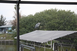 heron on marc's boathouse