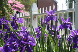 irises in the flower garden in portsmouth