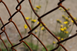 chain-link and nature