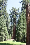 the general sherman from across the clearing. there's a man at the base, for scale