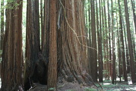 the armstrong redwoods