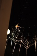 backlit spiderweb