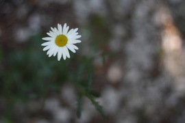 some bokeh with a flower in the trees