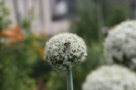 a bee on pearl's onion flower