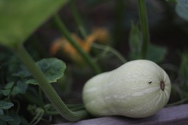 squashes buttering up