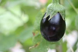 the eggplant in situ