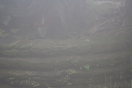 a frog in the fog at hidden lake gardens