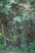 a 1 meter web in nicole's mom's backyard