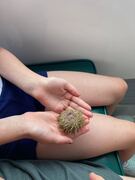 an urchin and an echinoderm