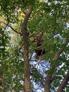 eagle nest on hemlock hill
