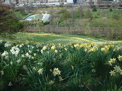 daffodils and princess st. [2001.05.05]