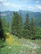 alpine meadows [2001.05.29]