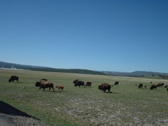 buffalo in yellowstone