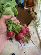 raddish.jpg
