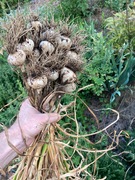 garlic.jpg